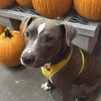 Rescue Labrador Retriever and Pit Bull Terrier Dogs for Adoption in Brunswick, Georgia - ICECREAM | PetCurious