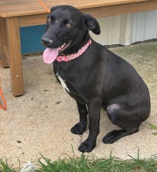 Missy -  Labrador Retriever Dog Available for Adoption in Triana, Alabama - Missy | PetCurious