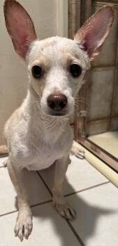 TOM -  Chihuahua Dog for Adoption in El Cajon, California - TOM | PetCurious