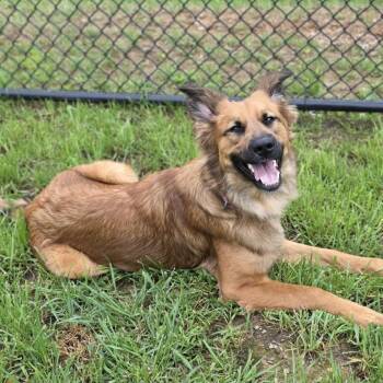 Penny -  Border Collie and Shepherd Dog for Adoption in Shepherdsville, Kentucky - Penny | PetCurious