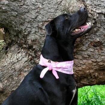 Tula* -  Mixed Breed Dog for Adoption in Waynesville, North Carolina - Tula* | PetCurious
