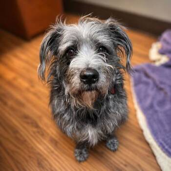 Mixed Breed Dogs Available for Adoption in Merriam, Kansas - Manny | PetCurious