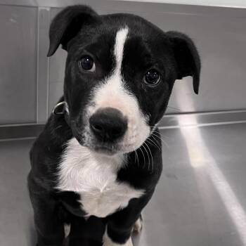 Terrier and Pit Bull Terrier Dogs Available for Adoption - Nigel | PetCurious