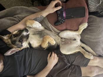 Bolt -  German Shepherd Dog Dog Available for Adoption in Jerome, Idaho - Bolt | PetCurious