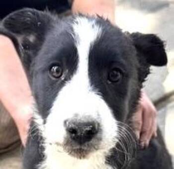 Luke Skywalker -  Border Collie and Norwegian Elkhound Dog for Adoption in San Luis, Colorado - Luke Skywalker | PetCurious