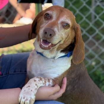 Willow -  Beagle Dog for Adoption in Bethel, Connecticut - Willow | PetCurious