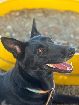 Rescue Belgian Shepherd Malinois Dogs for Adoption in Los Angeles, California - Anya/Keke | PetCurious