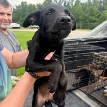 Trixie -  Mixed Breed Dog for Adoption in Corinth, Mississippi - Trixie | PetCurious