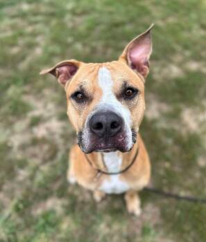 Gladiator -  Pit Bull Terrier Dog for Adoption in Evansville, Indiana - Gladiator | PetCurious