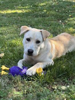 Labrador Retriever Dogs Available for Adoption in Charlotte, North Carolina - Lilith | PetCurious