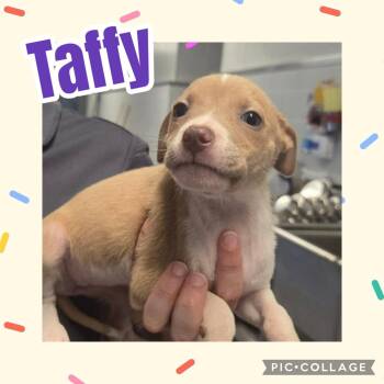 Taffy -  Labrador Retriever and Pit Bull Terrier Dog for Adoption in Ringwood, New Jersey - Taffy | PetCurious