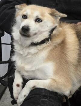 Pomeranian and Siberian Husky Dogs Available for Adoption - Flower | PetCurious