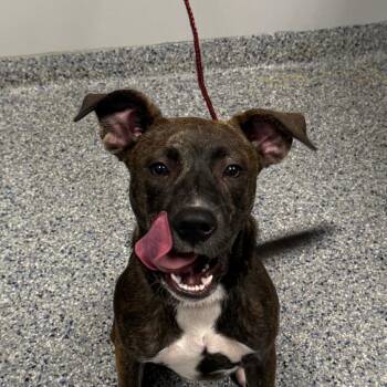 Bluebelle -  Mixed Breed Dog for Adoption in Greenville, South Carolina - Bluebelle | PetCurious