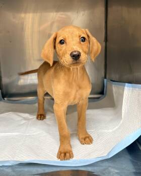 Lola -  Dachshund and Labrador Retriever Dog for Adoption in Chicago, Illinois - Lola | PetCurious