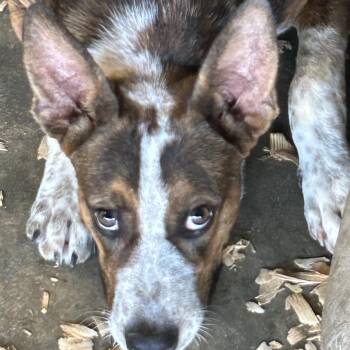 Barkley -  Australian Cattle Dog Blue Heeler Dog for Adoption in Okolona, Mississippi - Barkley | PetCurious