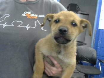 BIRCH -  German Shepherd Dog and Mixed Breed Dog for Adoption in Albuquerque, New Mexico - BIRCH | PetCurious