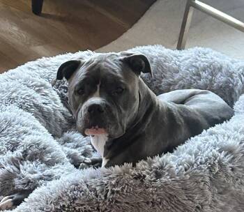 Blue Lacy Dogs Available for Adoption - Ellie - (Tri Pod) | PetCurious