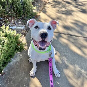 Romeo 54365 -  Pit Bull Terrier Dog for Adoption in Las Vegas, Nevada - Romeo 54365 | PetCurious