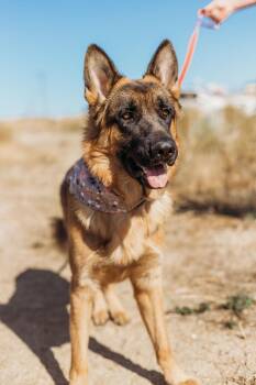 Rescue German Shepherd Dog Dogs for Adoption in Temecula, California - Jasper | PetCurious