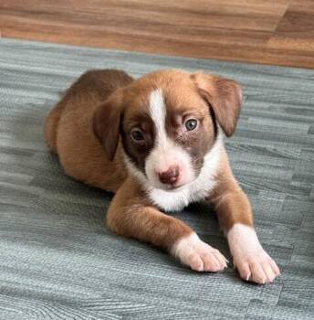 Baby Sienna -  Black Mouth Cur and Shepherd Dog for Adoption in Washington, District Of Columbia - Baby Sienna | PetCurious