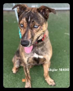 Catahoula Leopard Dog and Siberian Husky Dogs Available for Adoption in Marietta, Georgia - SKYLAR | PetCurious