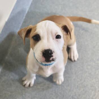 Hound and Mixed Breed Dogs Available for Adoption in Briarcliff Manor, New York - Petunia | PetCurious