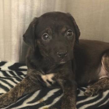 Catahoula Leopard Dog Dogs Available for Adoption in Palestine, Texas - Johnny Baker | PetCurious