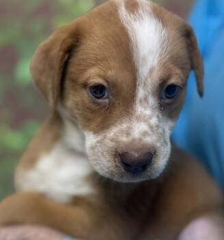 Shepherd and Mixed Breed Dogs Available for Adoption in San Antonio, Texas - Astrid | PetCurious