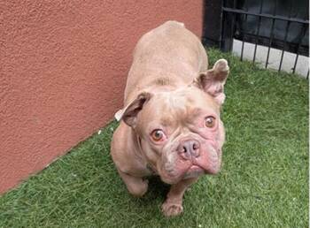 French Bulldog Dogs Available for Adoption in Palo Alto, California - LOLA | PetCurious