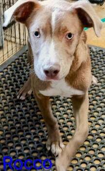 Rocco -  Staffordshire Bull Terrier Dog for Adoption in Mena, Arkansas - Rocco | PetCurious