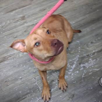 Angeleigh -  Mixed Breed Dog for Adoption in Summerville, South Carolina - Angeleigh | PetCurious