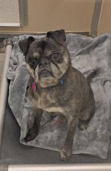 Carlton -  Boston Terrier and Pug Dog for Adoption in Bellevue, Washington - Carlton | PetCurious