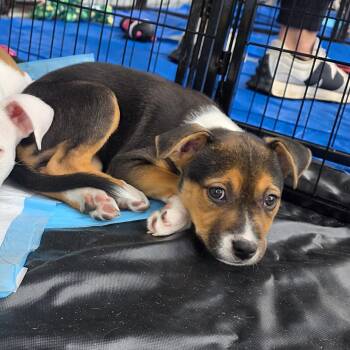 Pit Bull Terrier and American Staffordshire Terrier Dogs Available for Adoption - Dior Aka Diva | PetCurious