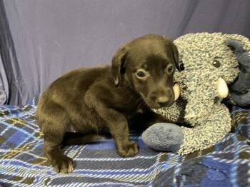 Labrador Retriever and Mixed Breed Dogs Available for Adoption in Modesto, California - A609240 | PetCurious