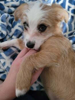Daisy -  Terrier Dog for Adoption - Daisy | PetCurious