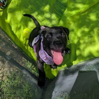 Nirvana -  Pit Bull Terrier and Mixed Breed Dog for Adoption in Branson, Missouri - Nirvana | PetCurious