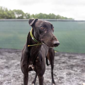 Mark -  Greyhound Dog for Adoption in Augusta, Maine - Mark | PetCurious