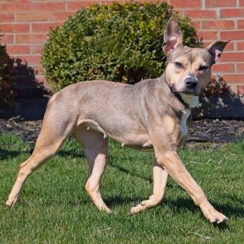 Pit Bull Terrier and Shepherd Dogs Available for Adoption - Evangeline | PetCurious