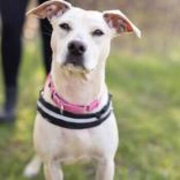 Mixed Breed Dogs Available for Adoption in Hilliard, Ohio - Vega | PetCurious