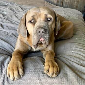 Alice -  Mastiff and Cane Corso Dog for Adoption in Riverside, California - Alice | PetCurious