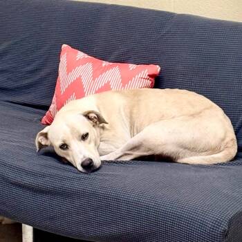 Pit Bull Terrier Dogs Available for Adoption in Lucedale, Mississippi - JJ | PetCurious