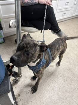 Rescue Pit Bull Terrier and Mixed Breed Dogs for Adoption in West Chester, Pennsylvania - Titche | PetCurious