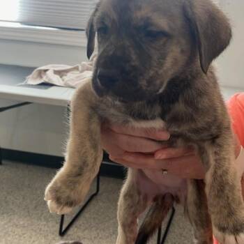 Cookie -  Neapolitan Mastiff and Husky Dog for Adoption in Carlyle, Illinois - Cookie | PetCurious