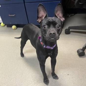 Rat Terrier and Mixed Breed Dogs Available for Adoption in Merriam, Kansas - Ophelia | PetCurious