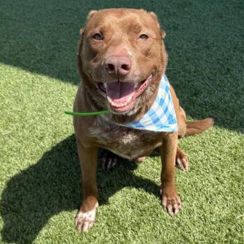 Enzo -  German Shepherd Dog and Australian Kelpie Dog for Adoption in Idaho Falls, Idaho - Enzo | PetCurious