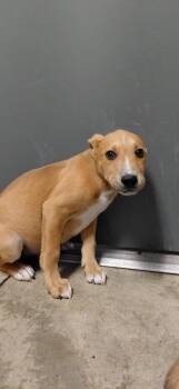 Mixed Breed Dogs Available for Adoption in Henderson, North Carolina - Noah | PetCurious