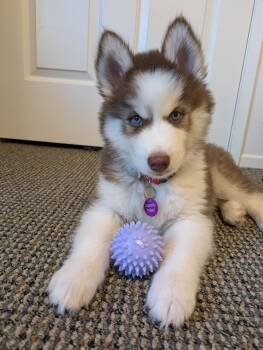 Denali -  Siberian Husky Dog for Adoption in West Hollywood, California - Denali | PetCurious