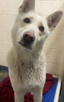 Siberian Husky Dogs Available for Adoption - ZEPHYRA | PetCurious