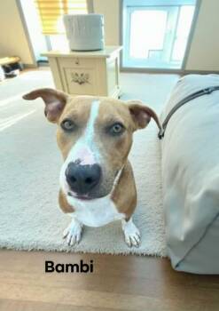 Rescue Mountain Cur Dogs for Adoption in Eloise, Florida - Bambi | PetCurious