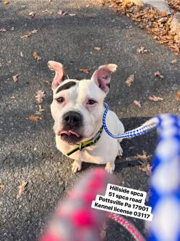 Rescue American Bulldog Dogs for Adoption in Pottsville, Pennsylvania - Casper | PetCurious